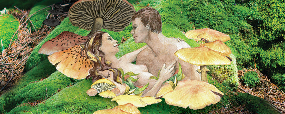 Essential oil: Star Anise