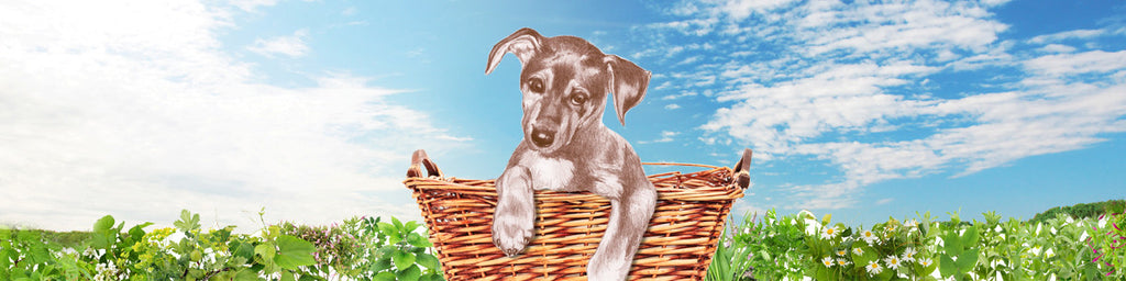 Essential Oil: Cajeput | Special Feature: Herbs, Essential oils and dogs