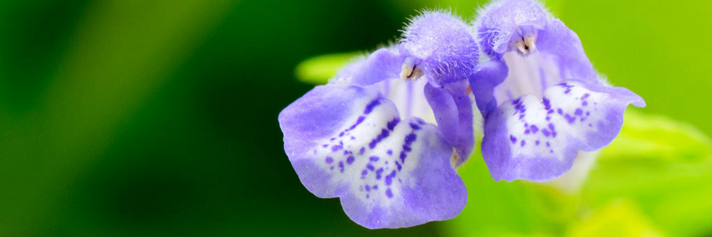 Herb: Skullcap