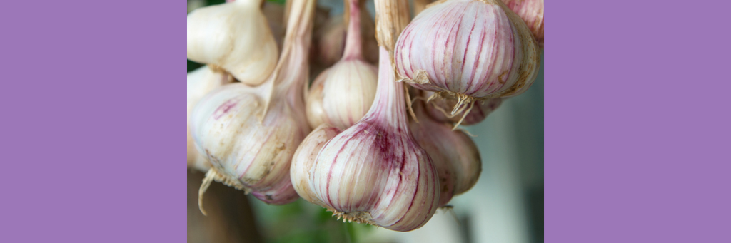 Herb: Garlic