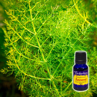 Aniseed Essential Oil 15mL