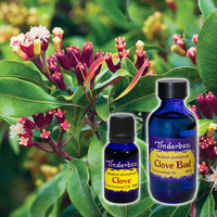 Clove Bud Essential Oil