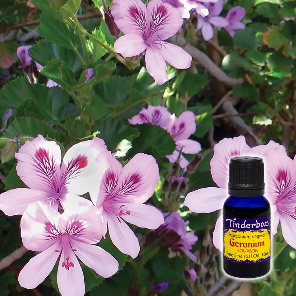 Geranium Bourbon Essential Oil 15mL