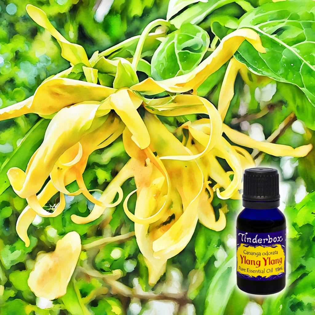 Ylang Ylang Essential Oil 15mL