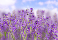Lavender Flowers, Whole