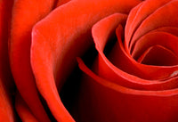 Red Rose Petal, Powder 100g, Organic