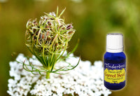 Carrot Seed Essential Oil 15mL