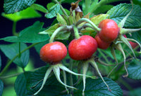 Rosehip Fruit, Coarse Ground, Organic